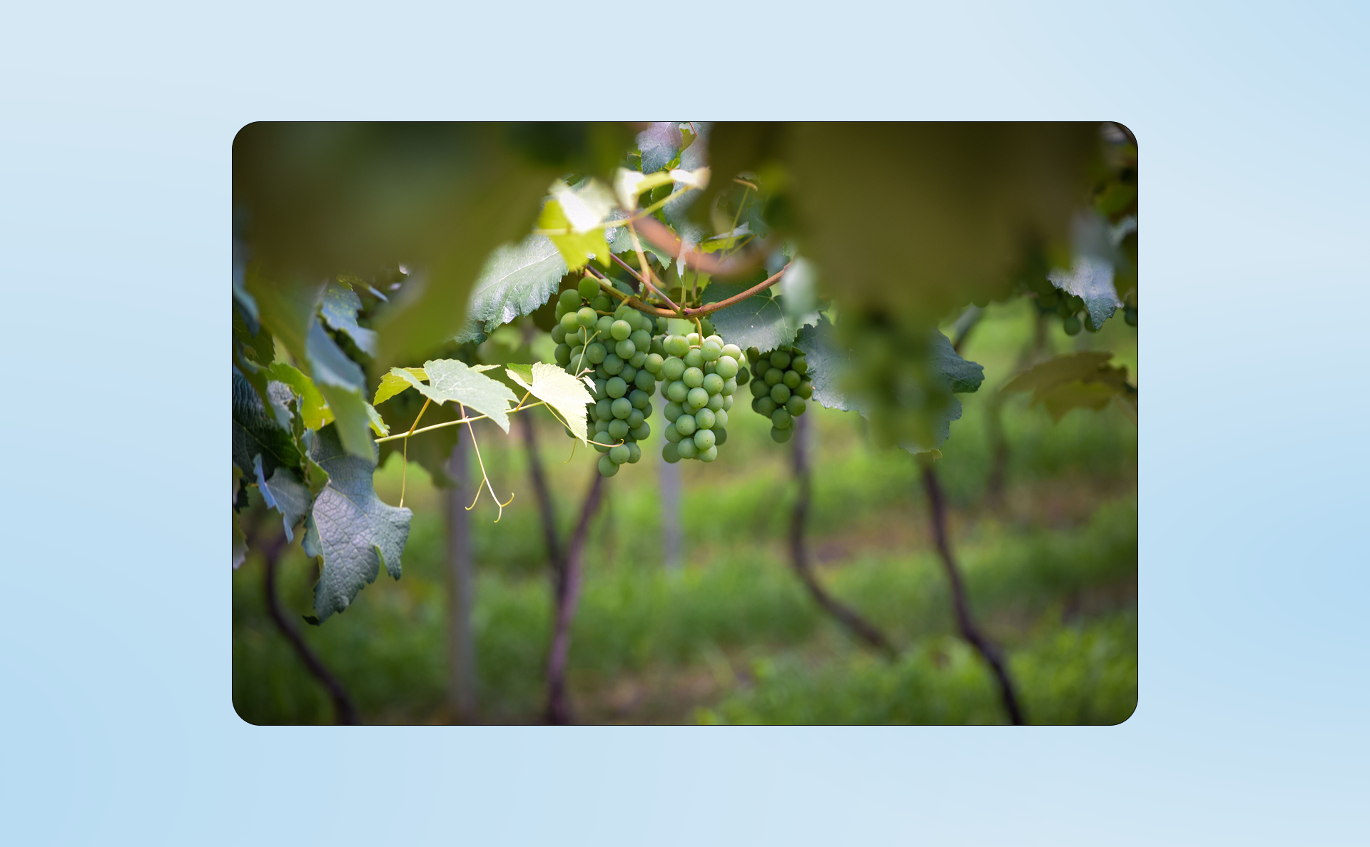 What UK Winery Owners Told Us About Growing Direct-to-Consumer